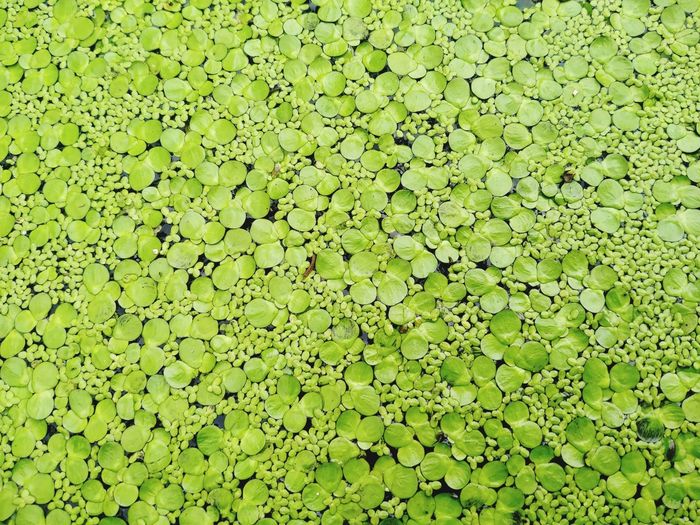 Full frame shot of leaf floating on pond
