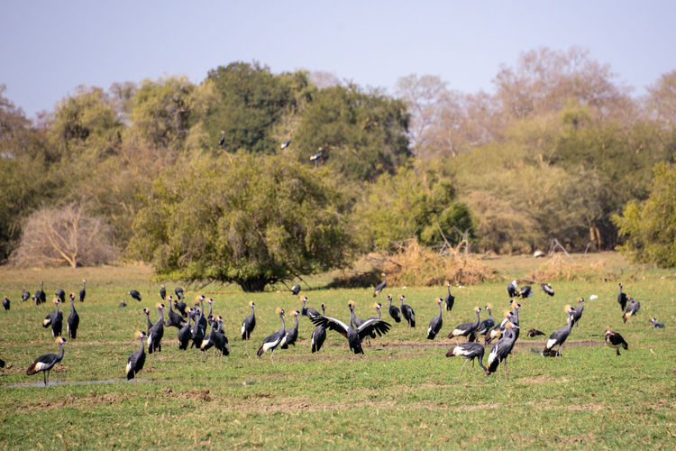 Flock of birds on a field