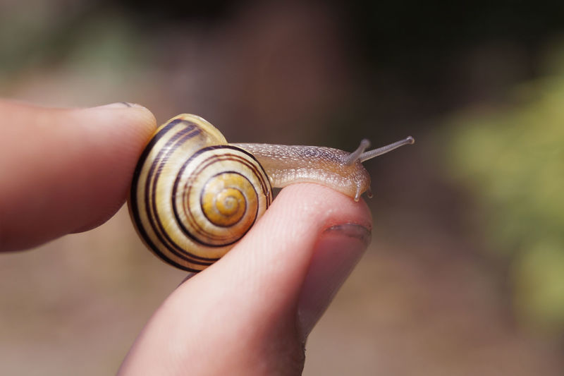 Cropped hand holding snail