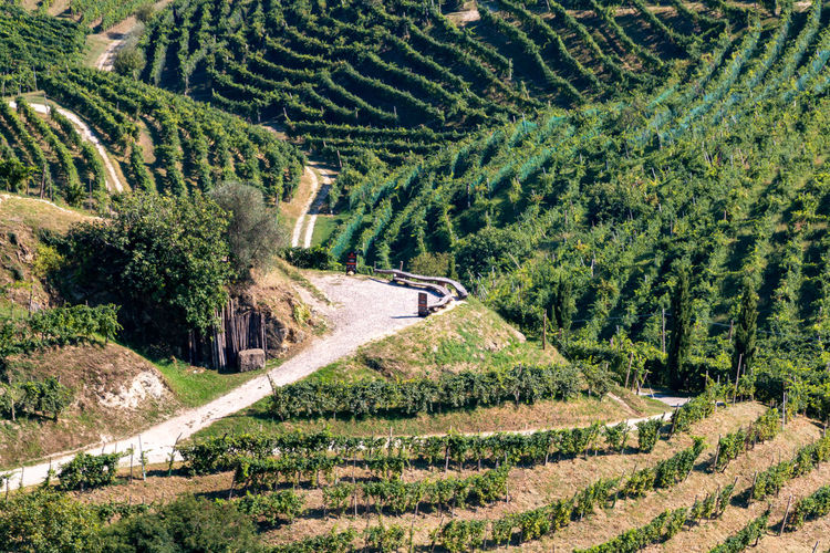 Aerial view of prosecco vineyards