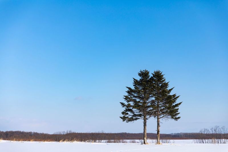 Tree on snow covered field against clear blue sky