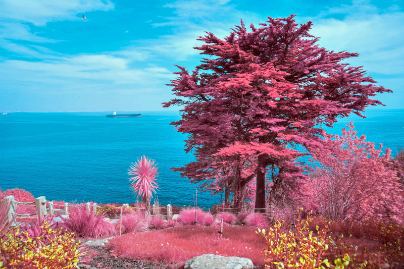 Pink flowering tree by sea against sky