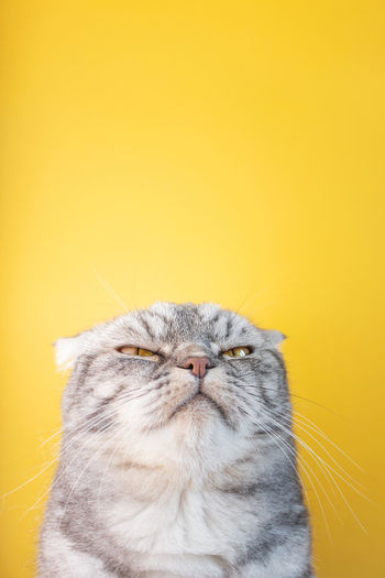 Close-up of a cat over yellow background