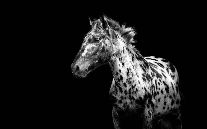 Close-up of spotted horse against black background