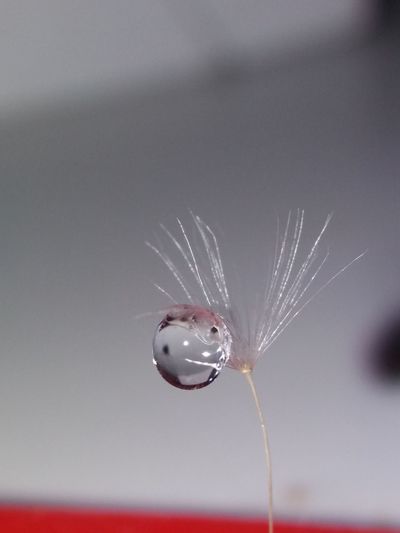 Close-up of water drops on dandelion