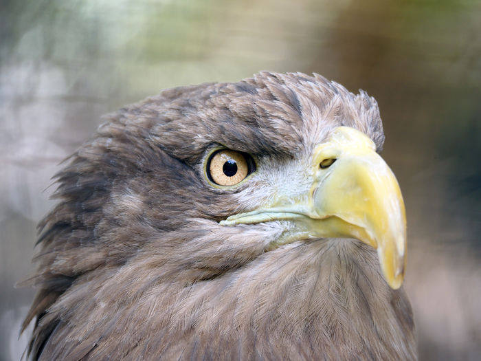 Close-up portrait of eagle