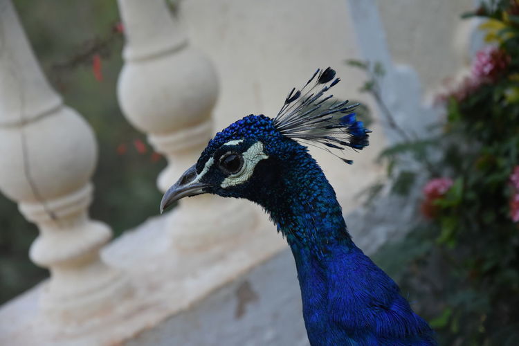 Peacock closeup in the garden