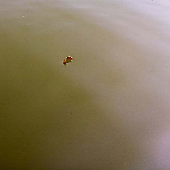 High angle view of a bird flying over water