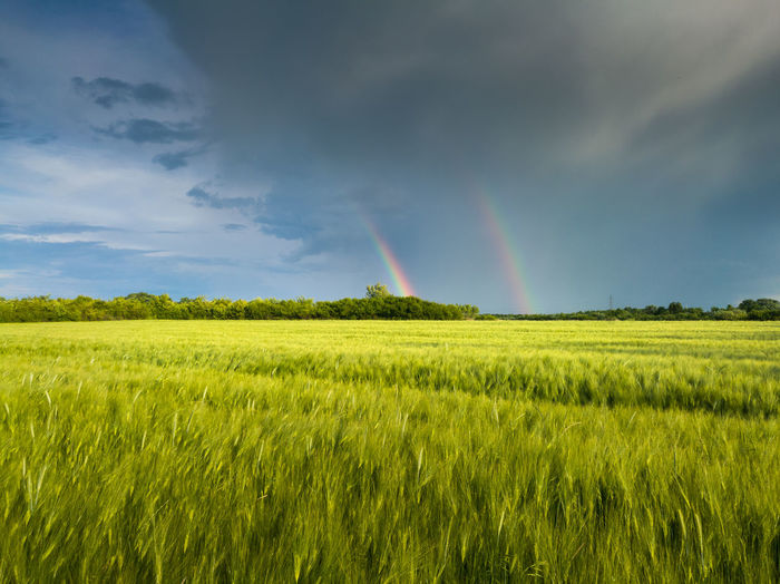 A double rainbow in front of gloomy clouds above an field planted with wheat during a summer evening