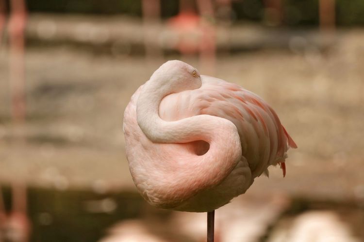 Close-up of a bird