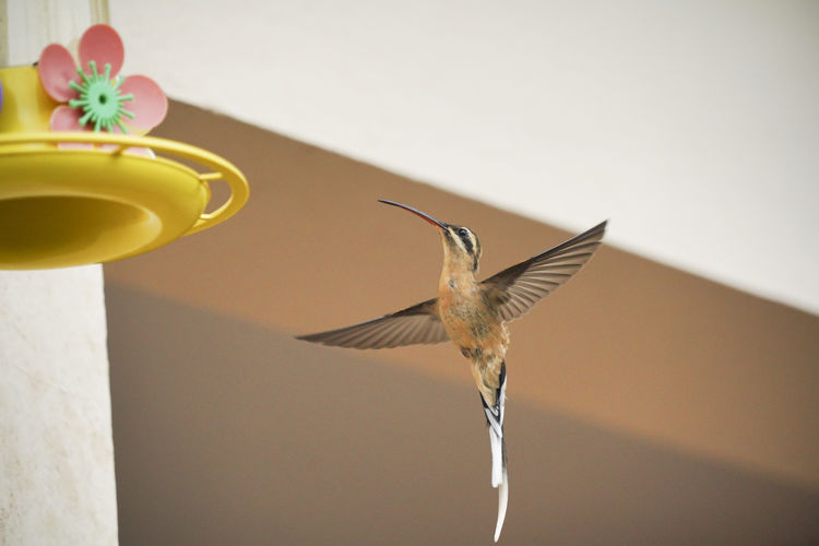 Close-up of bird flying