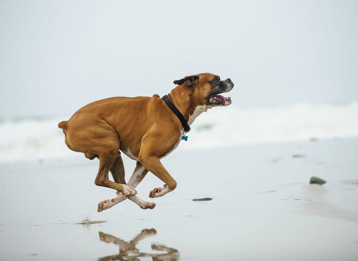 Side view of dog running on shore at beach against sky