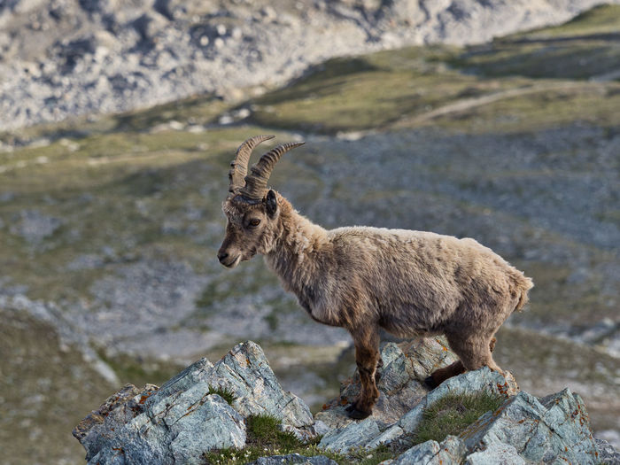 Young ibex standing on rock 