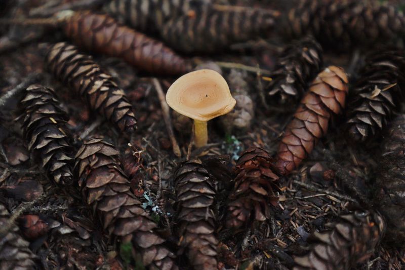 Close-up of mushrooms growing on field