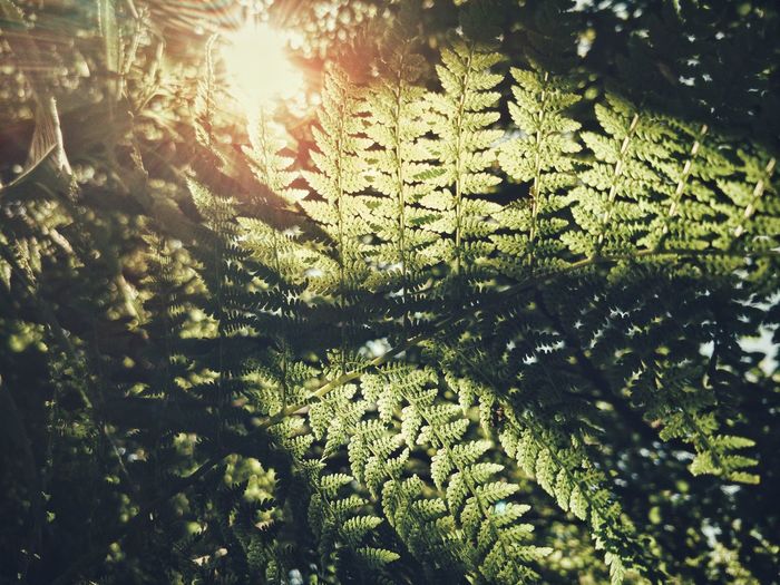 Close-up of fern leaves in forest on sunny day