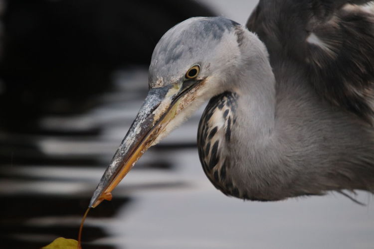 Close-up of a heron
