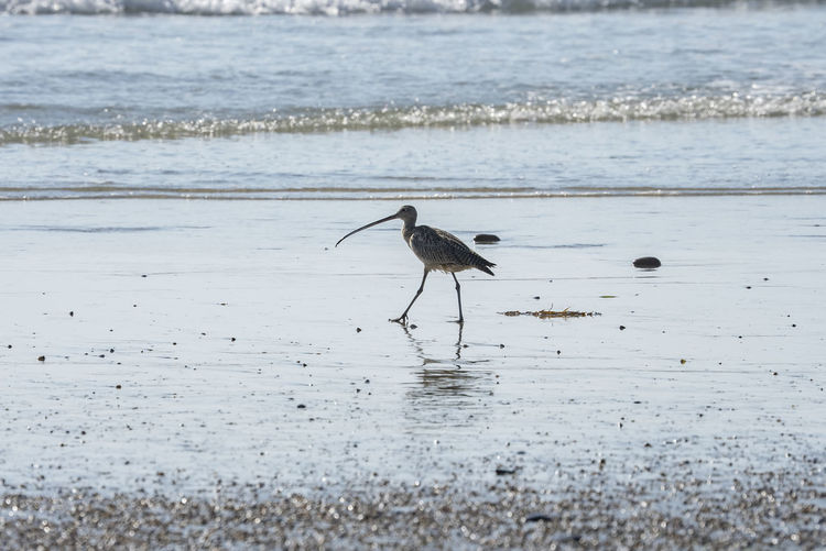 Long billed curlew standing on shore at beach during sunset