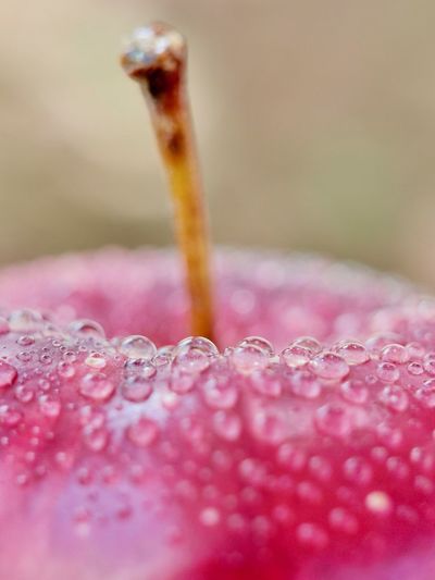 Close-up of water drops on pink rose