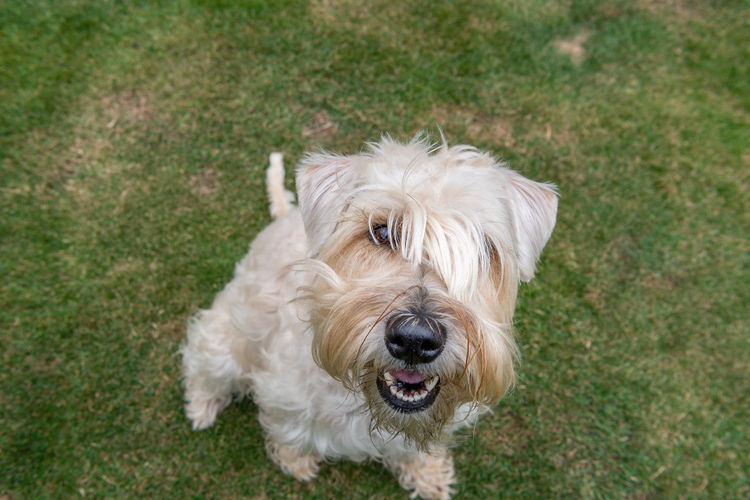 Close-up of dog on field