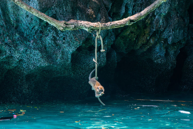 Monkey hanging on rope over sea