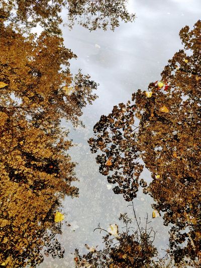 Low angle view of autumn trees and sky reflected in puddle
