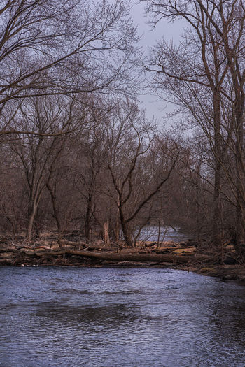 Bare trees by lake in forest against sky