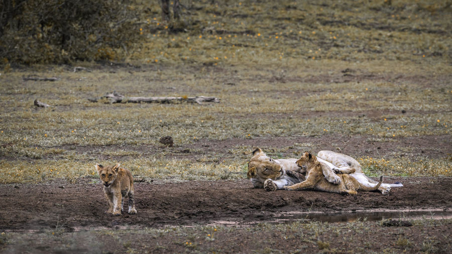 Lioness playing with cub on land