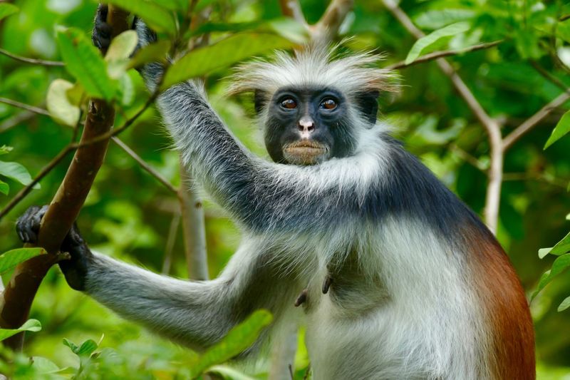 Portrait of monkey on tree
