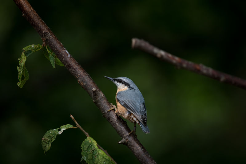 Close-up of bird perching on branch - nuthatch