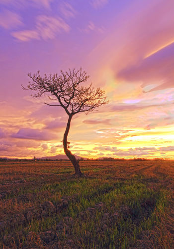 Tree on field against cloudy sky during sunset