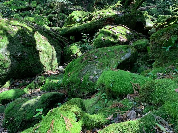 Scenic view of moss covered rocks in forest