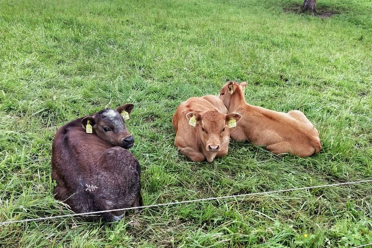 High angle view of calves relaxing on grassy field