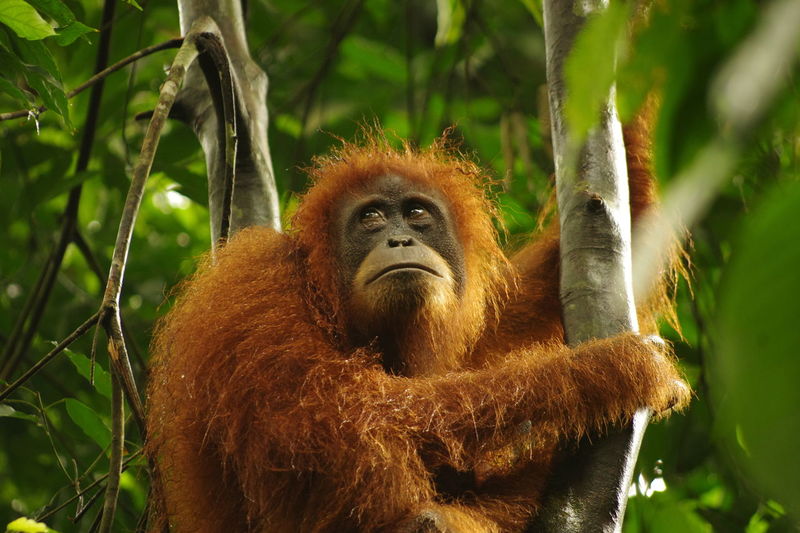 Page 8 Of Orangutan Pictures Curated Photography On Eyeem