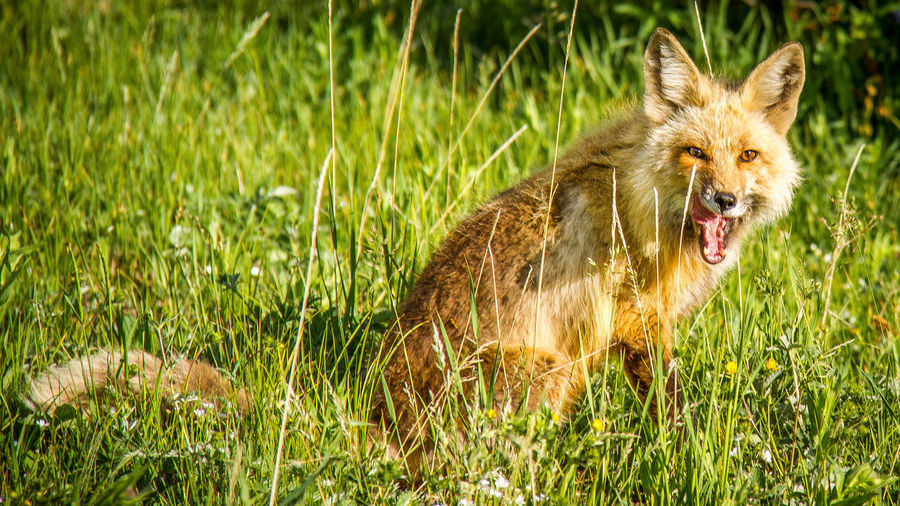 Close-up of fox in the wild