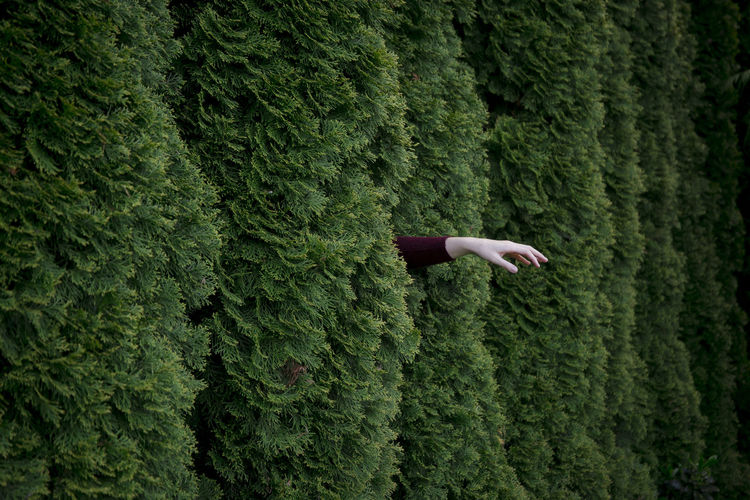 View of hand in hedge