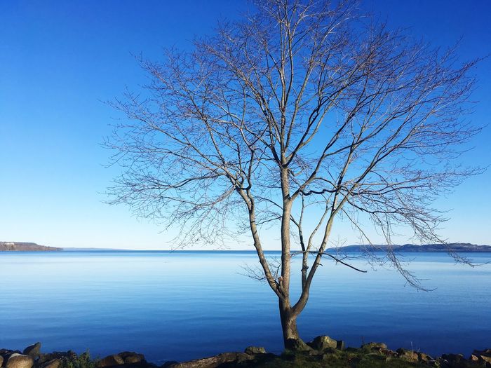 Bare tree by lake against clear blue sky