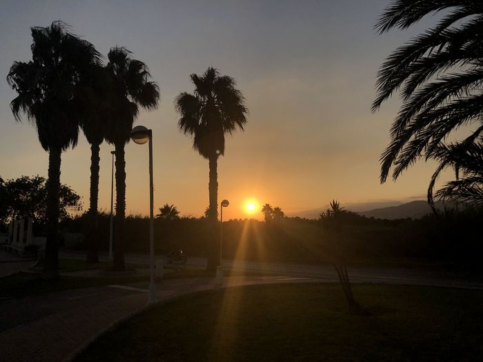 Silhouette palm trees against sky during sunset