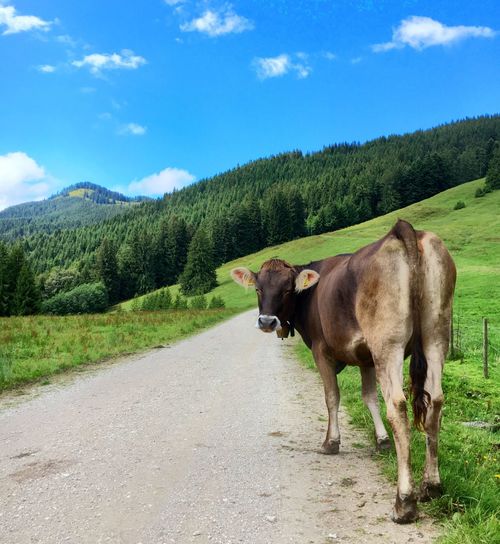 Cow standing on street by mountains