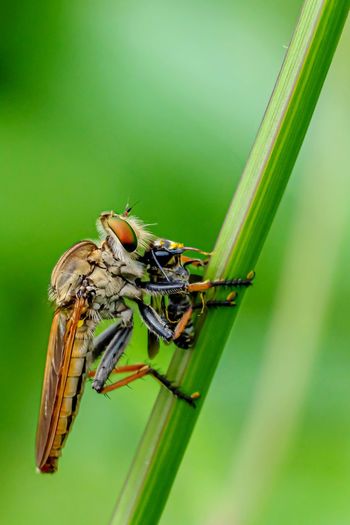 Close-up of fly on blade of grass