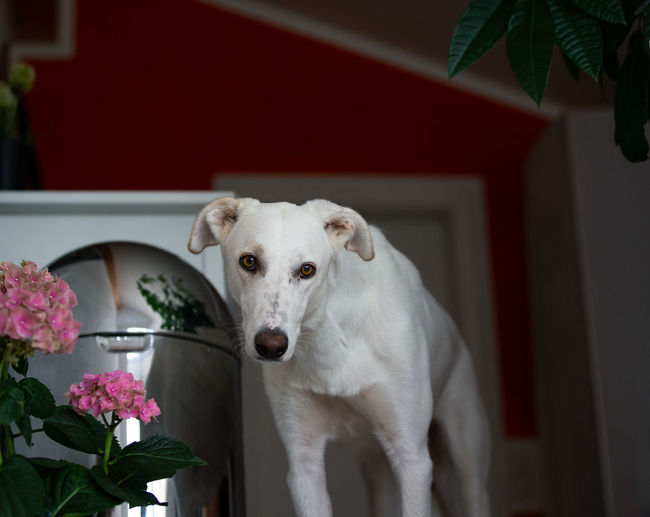 Portrait of a dog at home