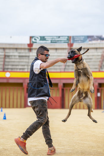 Belgian malinois dog jumping and catching trick while playing with trainer