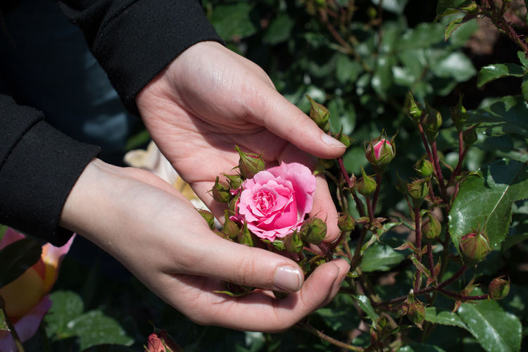 Close-up of woman hands holding pink rose