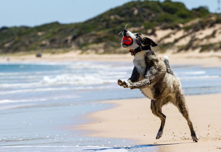 Dog on beach against sky