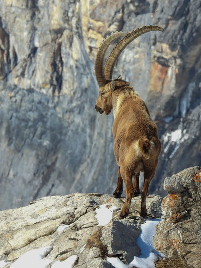Alpine ibex standing on rock