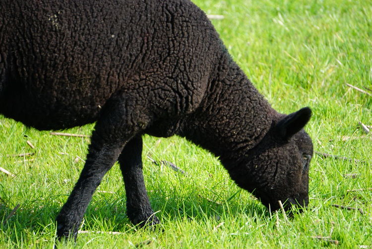 Black sheep grazing in a field