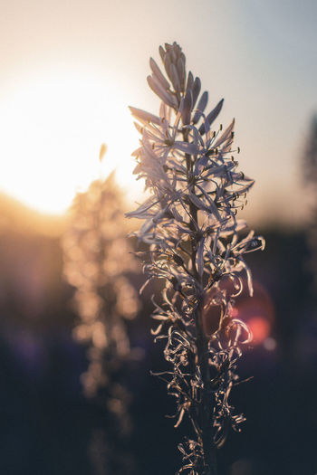 Close-up of wilted plant against sky during sunset