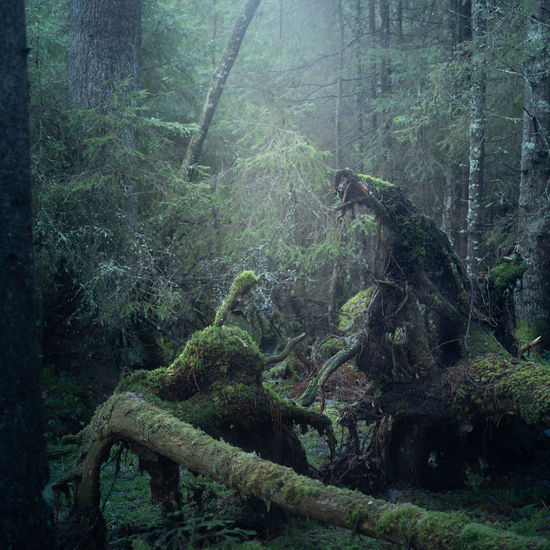Trees growing in forest