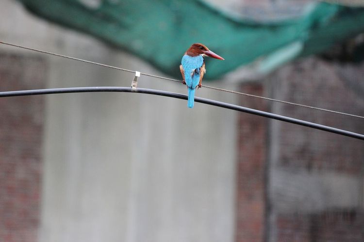 Perched kingfisher 