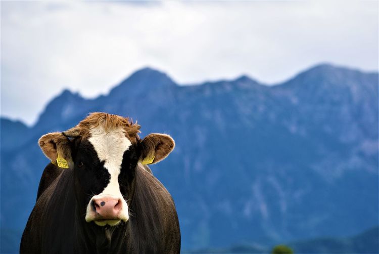 Portrait of cow on mountain against sky
