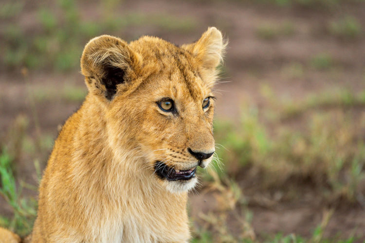 Close-up of lion cub head and shoulders